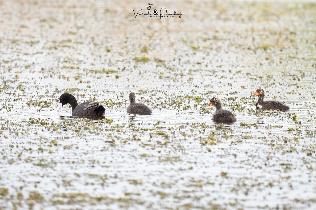 Eurasian Coot